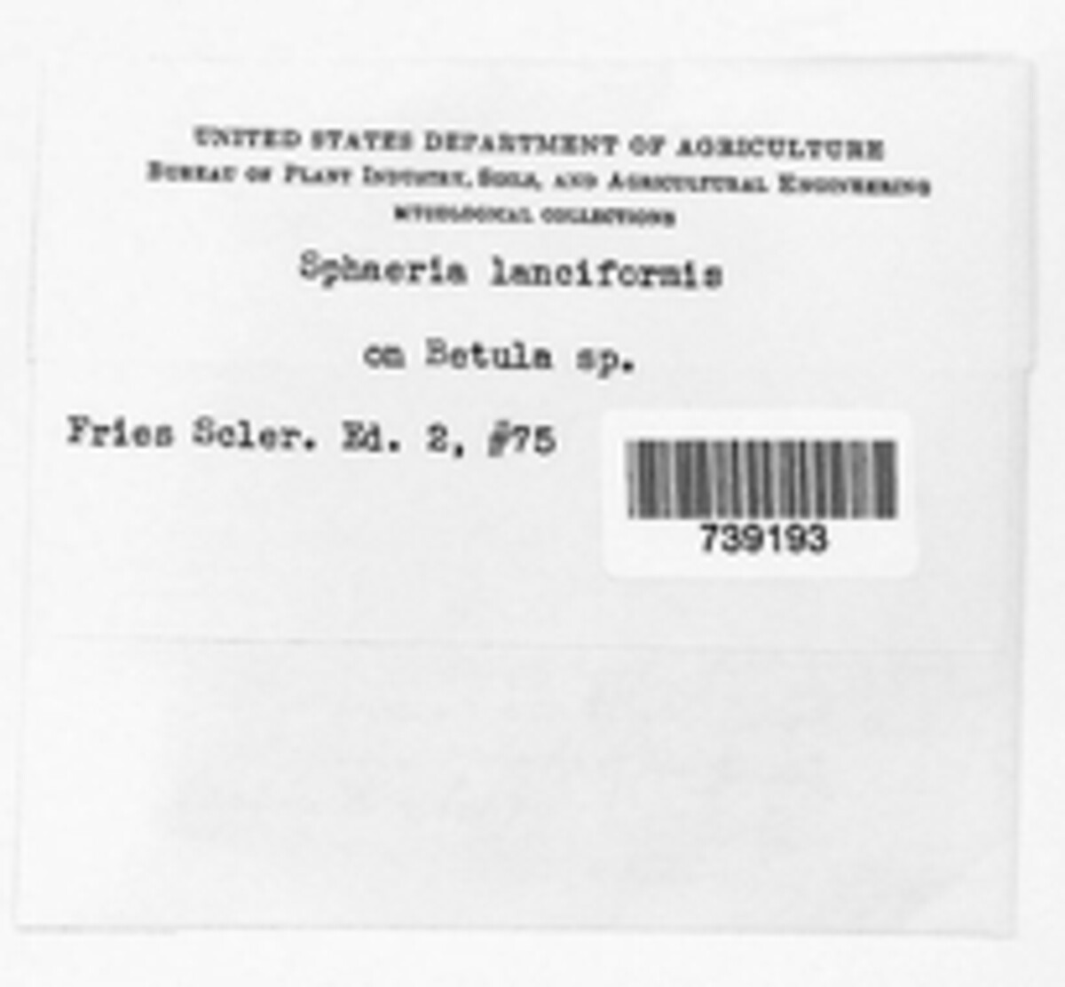 Coryneum lanciforme image